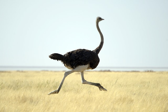 Running ostrich