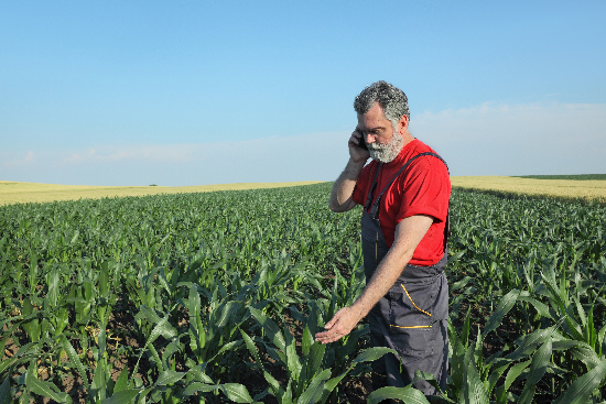 Farmer talking on mobile phone