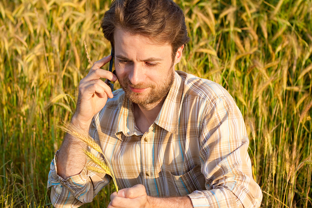 Man on phone surrounded by wheat