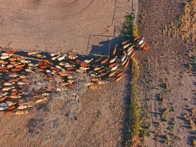 Outback cattle herd seen from above